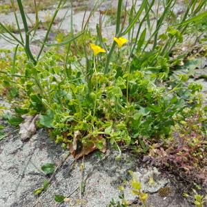 Photographie n°2470317 du taxon Oxalis fontana Bunge