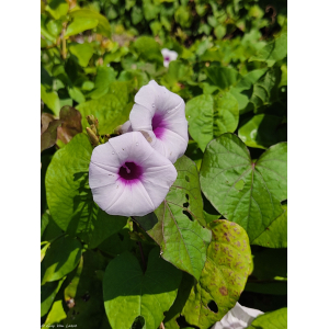 Ipomoea tiliacea (Willd.) Choisy (Bejuco de puerco)