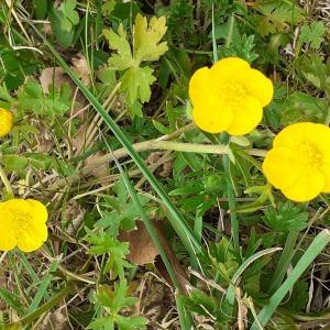 Photographie n°2470342 du taxon Ranunculus repens L. [1753]