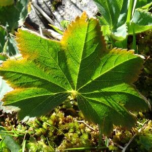 Photographie n°2470373 du taxon Alchemilla glabra Neygenf. [1821]