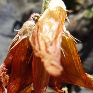 Photographie n°2470383 du taxon Trifolium alpinum L. [1753]