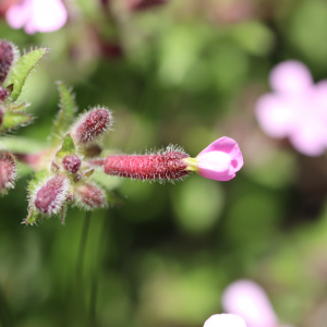 Photographie n°2470409 du taxon Saponaria ocymoides L.