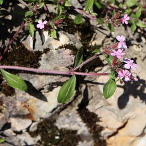 Photographie n°2470412 du taxon Saponaria ocymoides L.