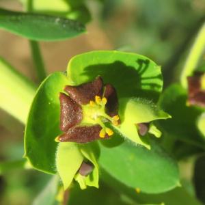 Photographie n°2470427 du taxon Euphorbia characias L. [1753]