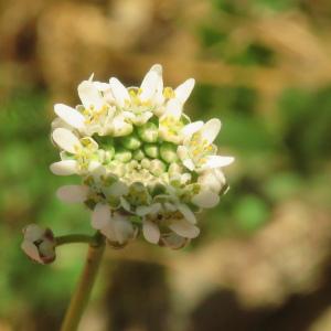Photographie n°2470429 du taxon Teesdalia nudicaulis (L.) R.Br. [1812]