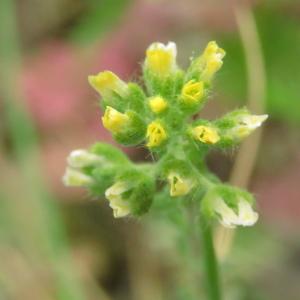 Photographie n°2470430 du taxon Alyssum alyssoides (L.) L. [1759]