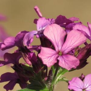 Photographie n°2470432 du taxon Lunaria annua f. annua