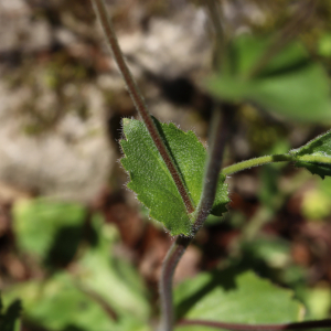  - Draba muralis L. [1753]