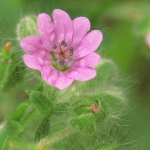 Photographie n°2470448 du taxon Geranium molle L. [1753]