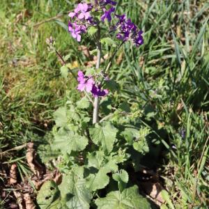 Photographie n°2470462 du taxon Lunaria annua L. [1753]