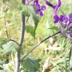 Photographie n°2470464 du taxon Lunaria annua L. [1753]