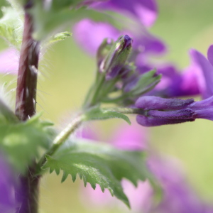 Photographie n°2470465 du taxon Lunaria annua L. [1753]