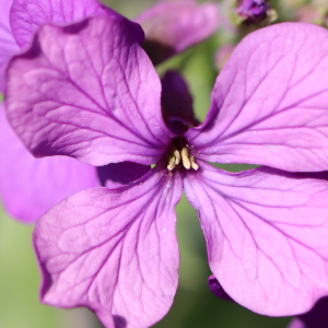 Photographie n°2470466 du taxon Lunaria annua L. [1753]