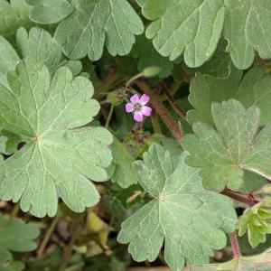 Photographie n°2470474 du taxon Geranium rotundifolium L.