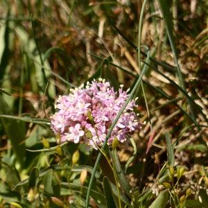 Photographie n°2470496 du taxon Valeriana tuberosa L. [1753]