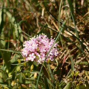 Photographie n°2470497 du taxon Valeriana tuberosa L. [1753]