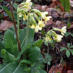 Photographie n°2470522 du taxon Primula elatior (L.) Hill [1765]