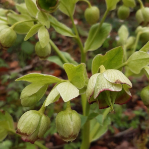 Photographie n°2470523 du taxon Helleborus foetidus L. [1753]