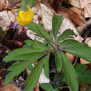  - Anemone ranunculoides L. [1753]