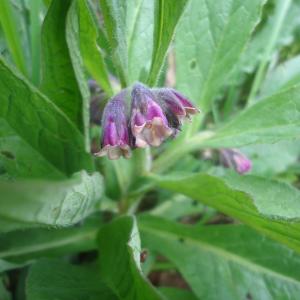  - Symphytum officinale subsp. officinale