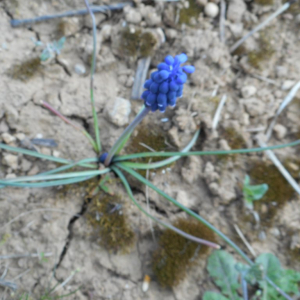 Photographie n°2470588 du taxon Muscari neglectum Guss. ex Ten. [1842]