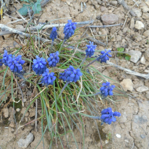 Photographie n°2470589 du taxon Muscari neglectum Guss. ex Ten. [1842]