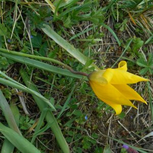 Photographie n°2470597 du taxon Tulipa sylvestris L.