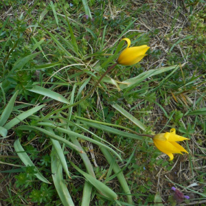Photographie n°2470598 du taxon Tulipa sylvestris L.
