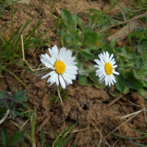 Photographie n°2470603 du taxon Bellis perennis L. [1753]