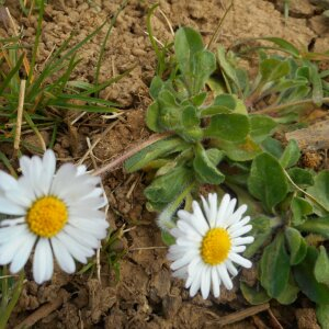 Photographie n°2470605 du taxon Bellis perennis L. [1753]