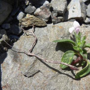  - Galeopsis segetum Neck. [1770]