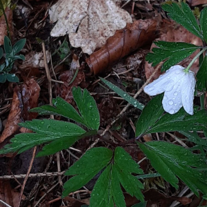 Photographie n°2470679 du taxon Anemone nemorosa L. [1753]