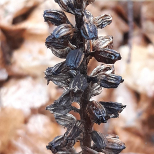 Photographie n°2470680 du taxon Neottia nidus-avis (L.) Rich.