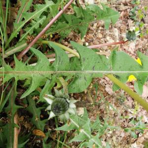 Photographie n°2470706 du taxon Taraxacum officinale F.H.Wigg. [1780]