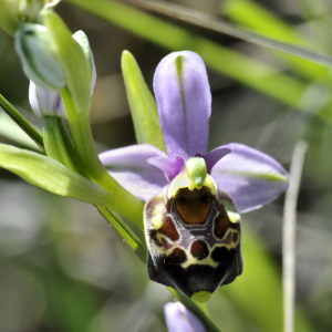 Photographie n°2470762 du taxon Ophrys fuciflora subsp. fuciflora