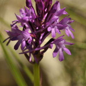 Photographie n°2470766 du taxon Anacamptis pyramidalis var. pyramidalis 