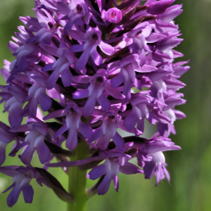 Photographie n°2470767 du taxon Anacamptis pyramidalis var. pyramidalis 