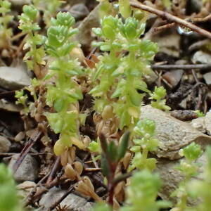 Photographie n°2470775 du taxon Valantia muralis L.