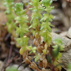 Photographie n°2470776 du taxon Valantia muralis L.