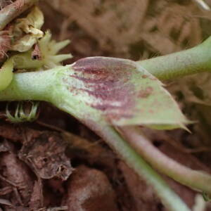 Photographie n°2470777 du taxon Valantia muralis L.