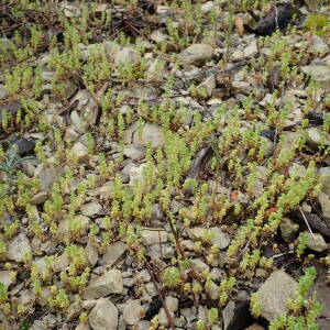 Photographie n°2470778 du taxon Valantia muralis L.