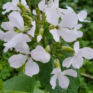 Photographie n°2470791 du taxon Lunaria rediviva L.