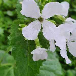 Photographie n°2470792 du taxon Lunaria rediviva L.