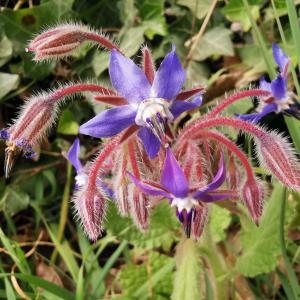 Photographie n°2470813 du taxon Borago officinalis L. [1753]