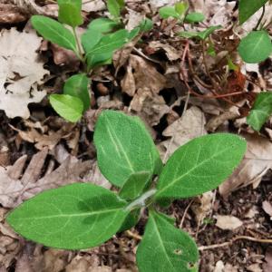 Photographie n°2470837 du taxon Lonicera periclymenum L. [1753]