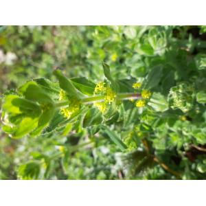Galium laevigatum L. (Gaillet lisse)