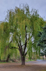 Christine Jourdan, le 11 avril 2021 (Beaumont)