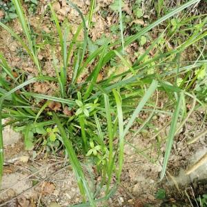 Photographie n°2470872 du taxon Carex pendula Huds. [1762]