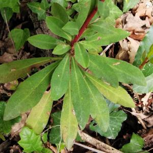 Photographie n°2470880 du taxon Euphorbia amygdaloides L. [1753]