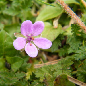 Photographie n°2470885 du taxon Erodium cicutarium (L.) L'Hér. [1789]